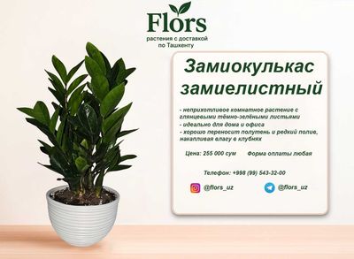 Цветы для дома и офиса - растение - Замиокулькас замиелистный