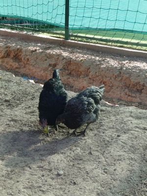 Гигант кора шахзода