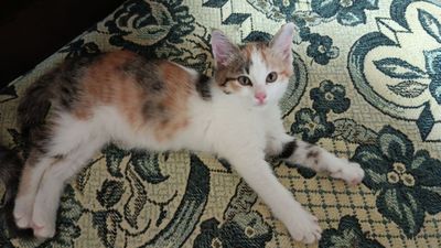 Отдам даром котят