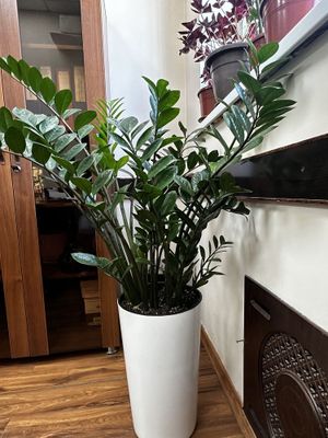 Замиокулькас 1,2 метра высота