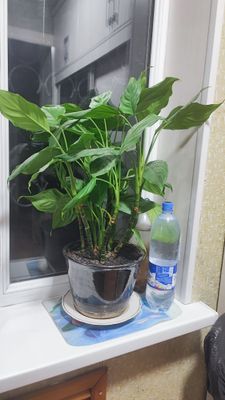 Цветок древесная калла