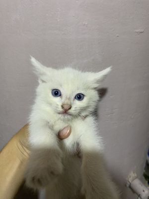 Бесплатно котята