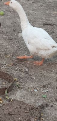 Ğoz sotiladi kelishtirib beraman