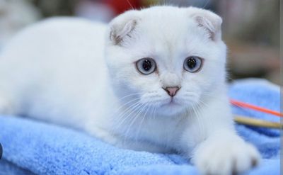 Продаются котята девочка вислоухая