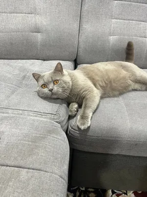 Вязкая британский кот