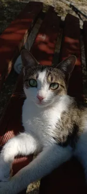 В добрые руки! Бесплатно! Mushukcha hadiyaga! BEPUL.