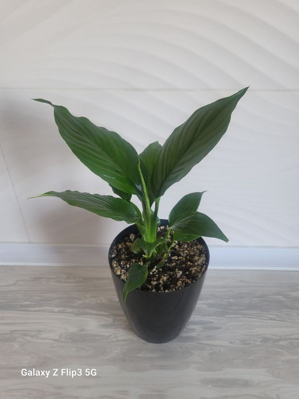 Spathiphyllum guli