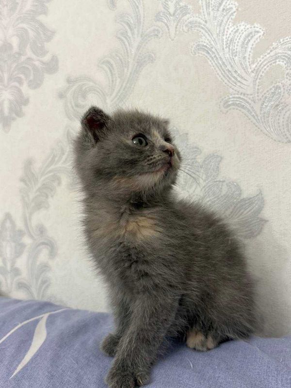 Продается очаровательный котёнок!