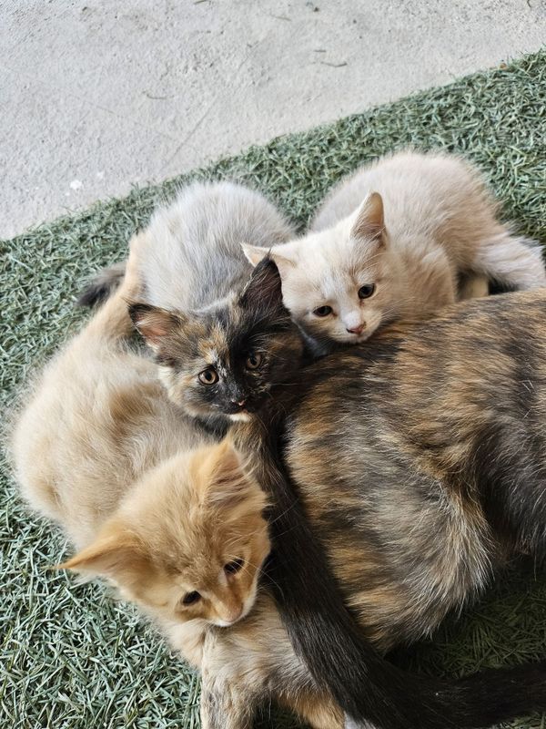 Котята в добрые руки Котята в добрые руки