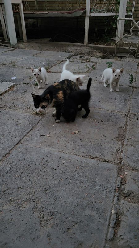 Отдам 4 котят в добрые руки. Отдам 4 котят в добрые руки.