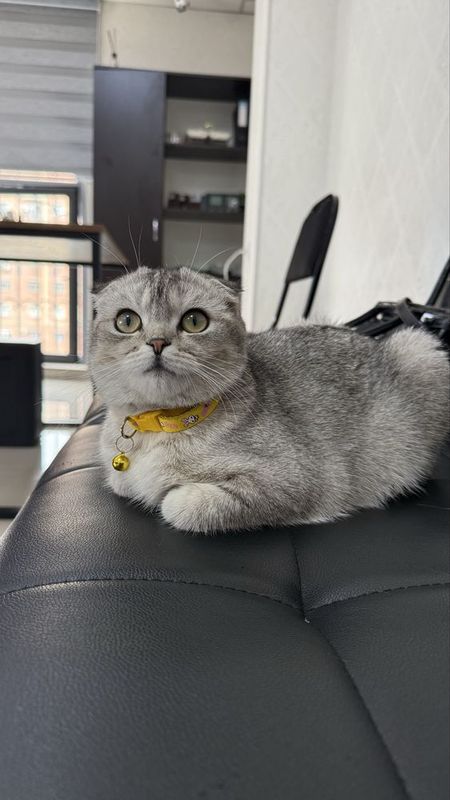 Scotish fold qiz bola 10 oylik Scotish fold qiz bola 10 oylik