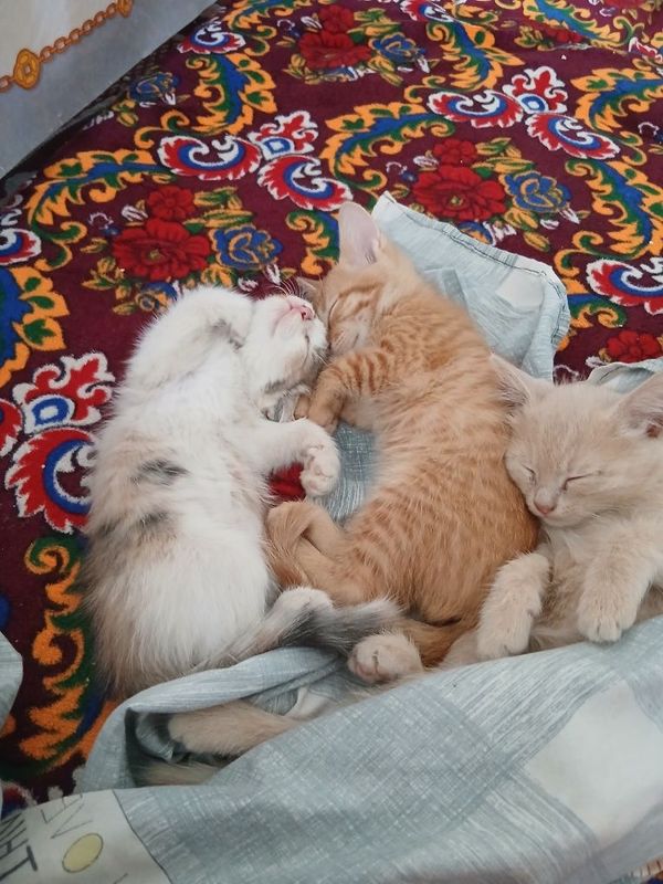 Pishiq balalari esheyin ( pulsiz ) jaqsi qollarga beriledi