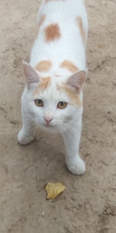 Mushuk котенок
