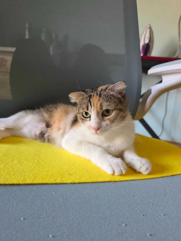 Ищу хороших людей для вислоухой кошечки и 4 котят. Ищу хороших людей для вислоухой кошечки и 4 котят.