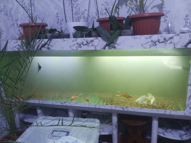 Продам аквариум 500л