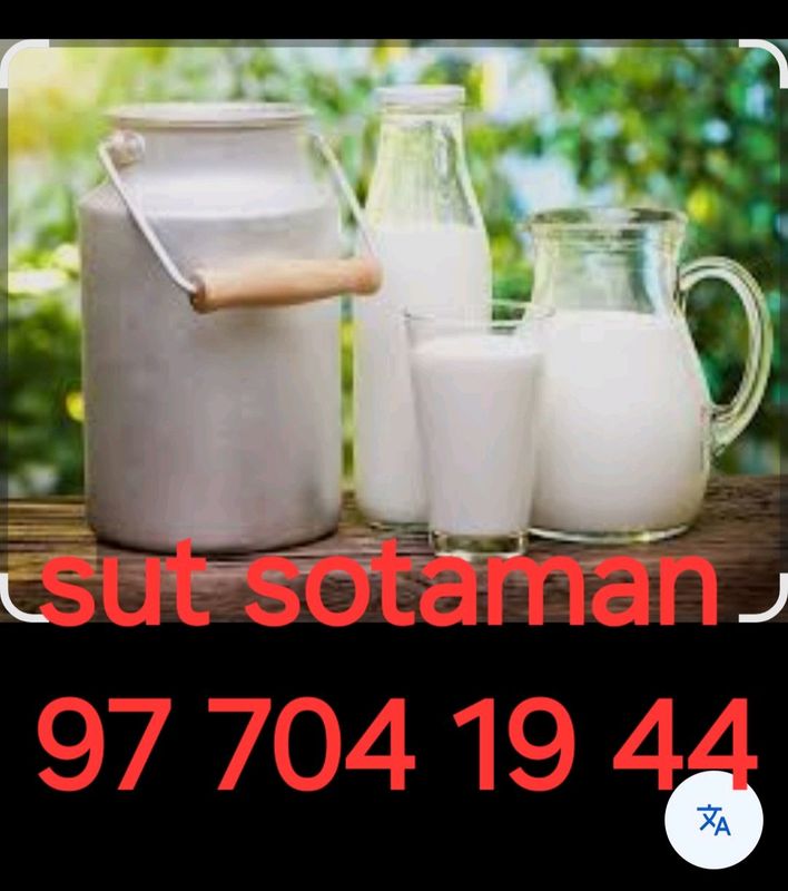 Sut sotaman Sut sotaman
