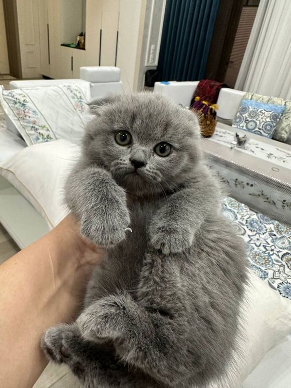 Тедди Элитте фолдики Чистокровные