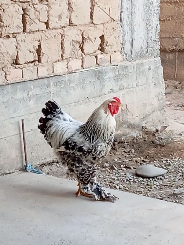 Brama tovuq xuroz sotiladi bir para