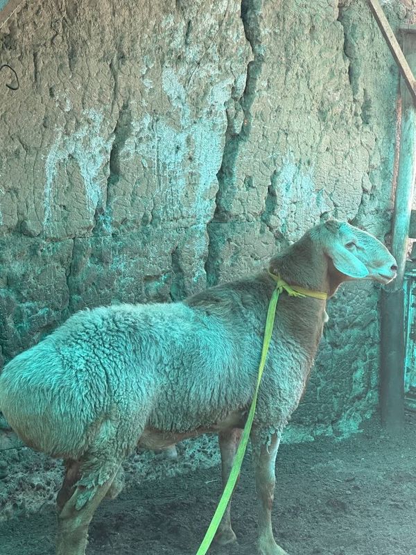 Arashan qõchqori sotiladi