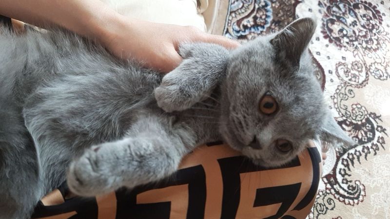 Британский котёнок Британский котёнок