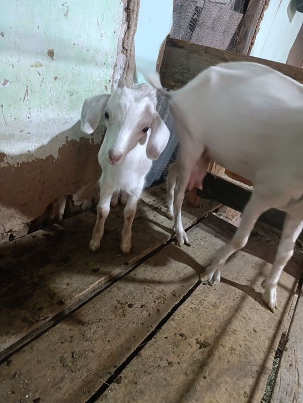 echki bolasi sotiladi echki bolasi sotiladi