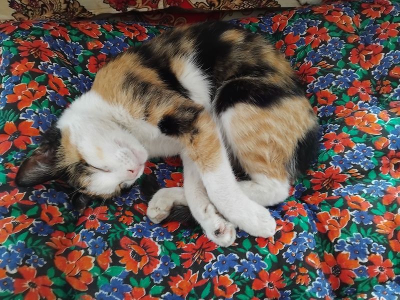 кошка продам
