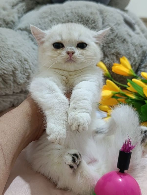 Britanskiy serebrista winwilla Britanskiy serebrista winwilla