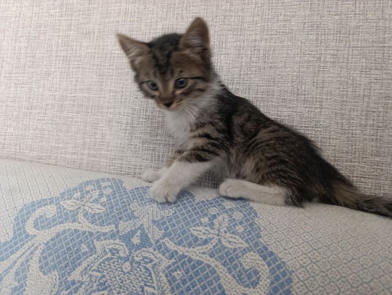 Котенок мальчик. Котенок мальчик.
