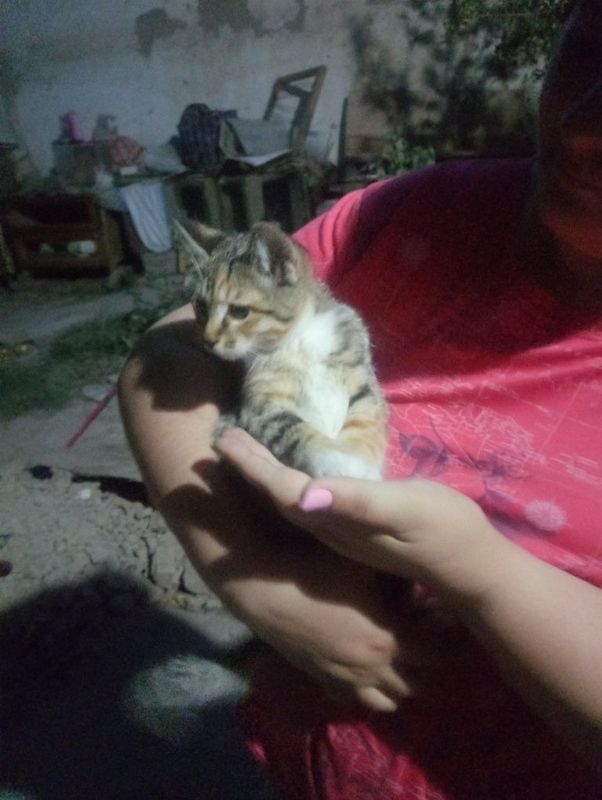 Домашний котёнок. Бесплатно