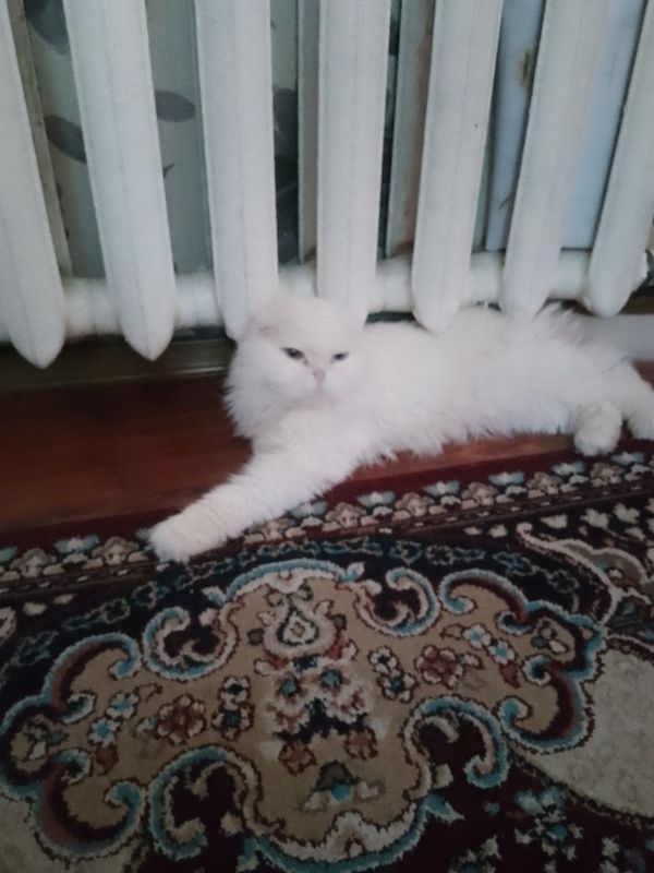 Продаёться котик