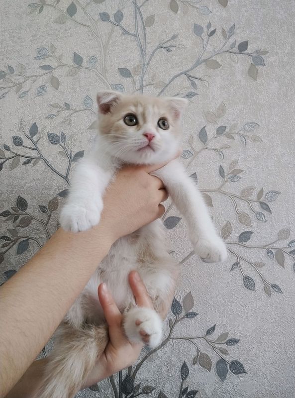 шотландский вислоухий шотландский вислоухий