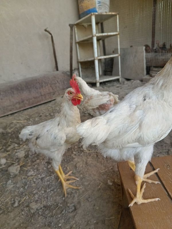 Loman sendi xurozlari sotiladi Loman sendi xurozlari sotiladi