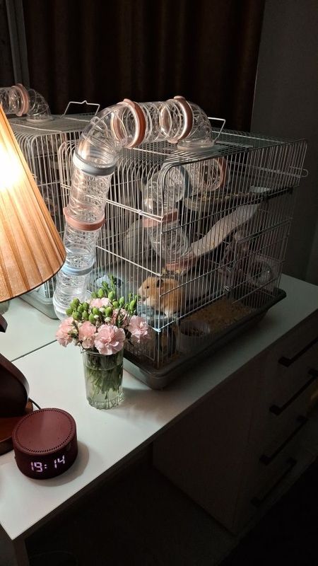 Продам клетку с хомяком( девочка). Продам клетку с хомяком( девочка).