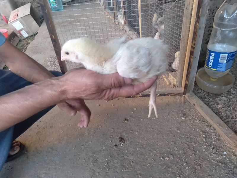 Joʻjalar sotiladi Joʻjalar sotiladi