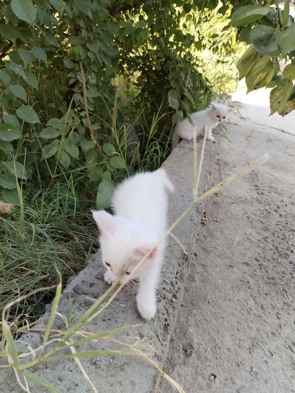 Продаются котята Продаются котята