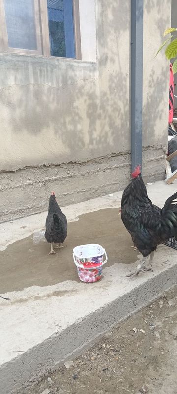 Qora tovuqlar sotiladi Qora tovuqlar sotiladi