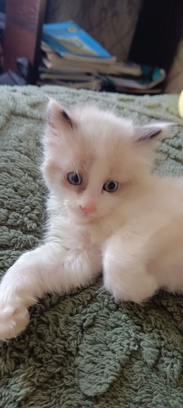 Котенок, красивый с голубыми глазками! Котенок, красивый с голубыми глазками!
