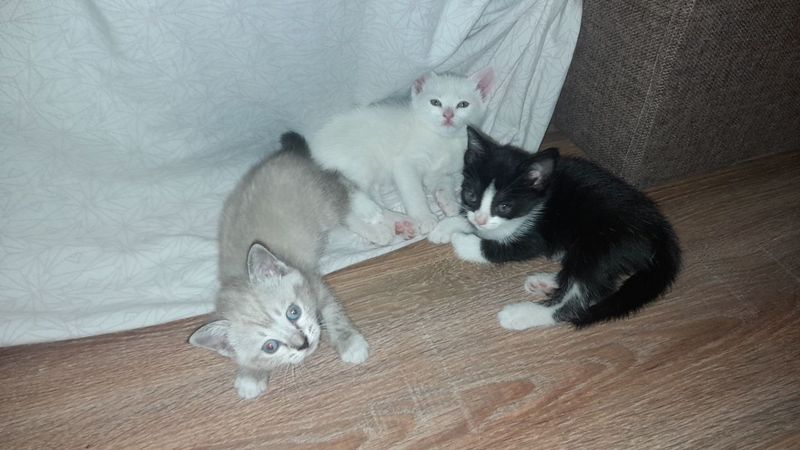 Срочно продаются котята Срочно продаются котята