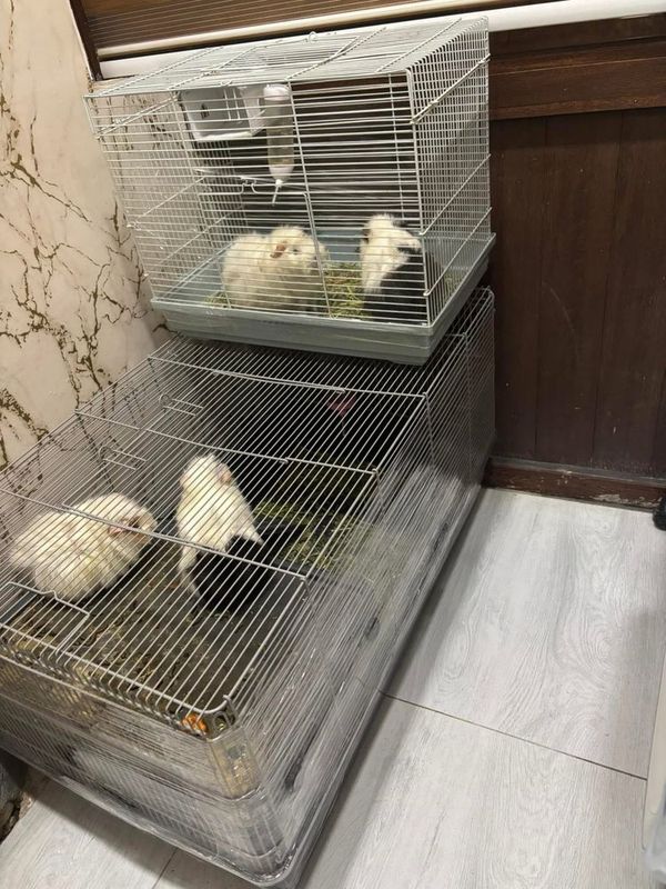 Большая клетка для грызунов Большая клетка для грызунов
