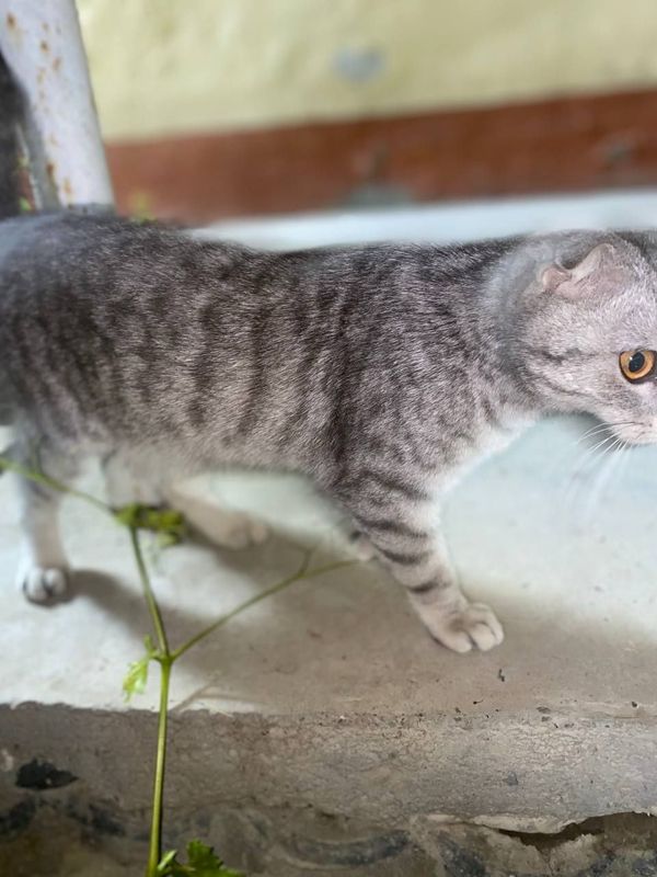 Mushuk sotiladi urgʻochi Mushuk sotiladi urgʻochi