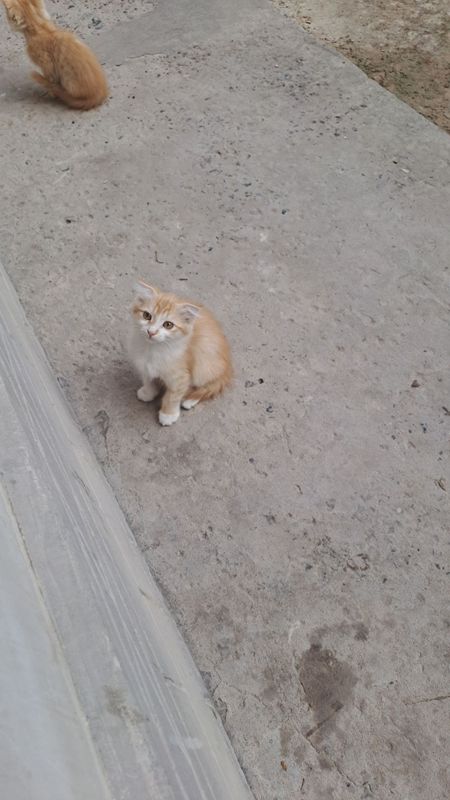 Mushuk bolasi tekinga beriladi Mushuk bolasi tekinga beriladi