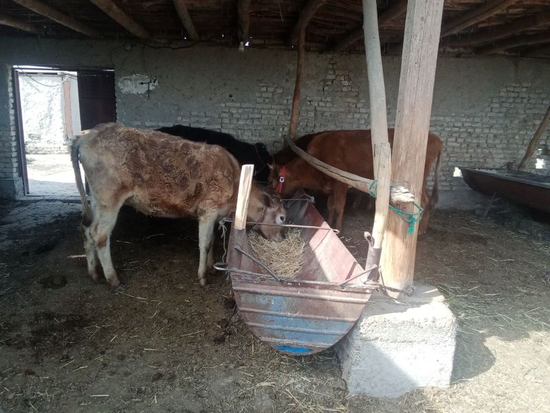 Mollar sotiladi kafolat bor Mollar sotiladi kafolat bor
