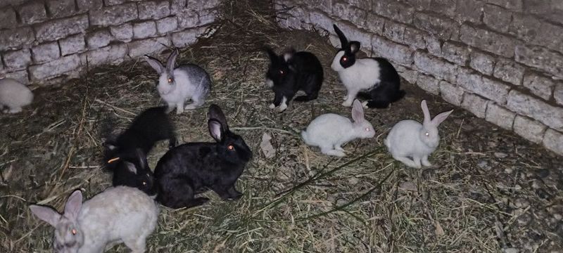 Quyonlar sotiladi Quyonlar sotiladi