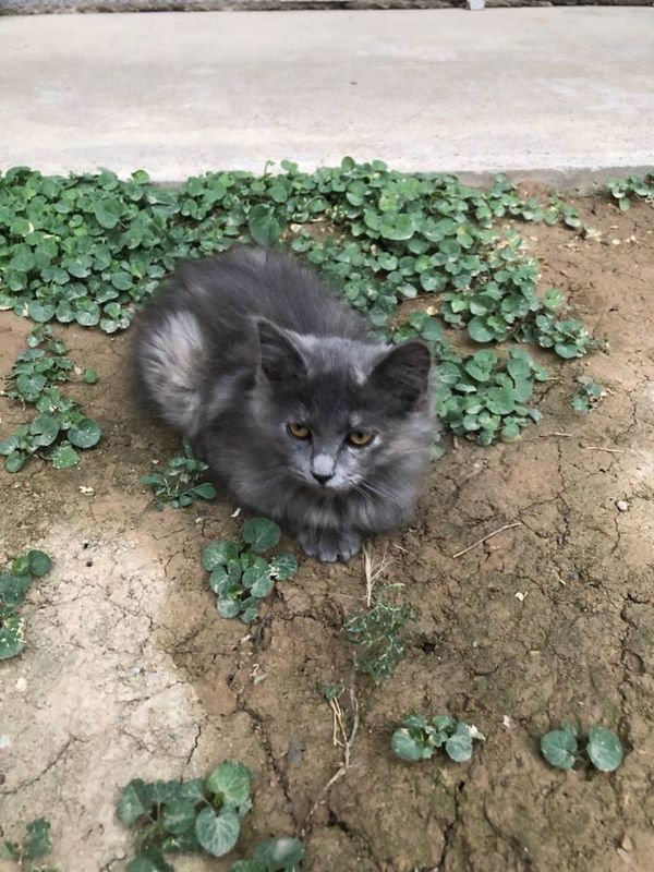 Кошка 4 месяца, Мушук 4 ойлик (ургочи)