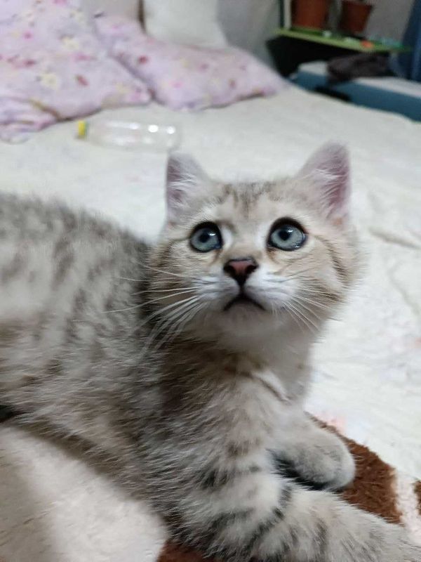 Скотиш Страйт, Кошка, Котенок Скотиш Страйт, Кошка, Котенок