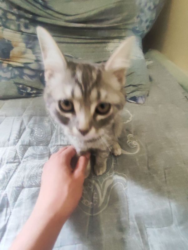 Кошка домашния чистая Кошка домашния чистая