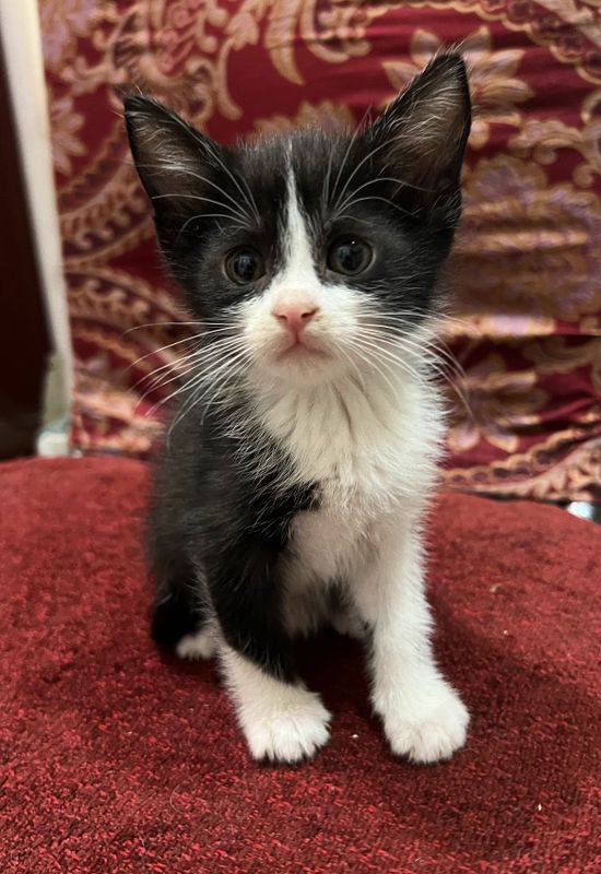 Котенок мальчик черно белый Котенок мальчик черно белый
