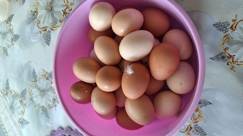Домашние куринные яички Домашние куринные яички