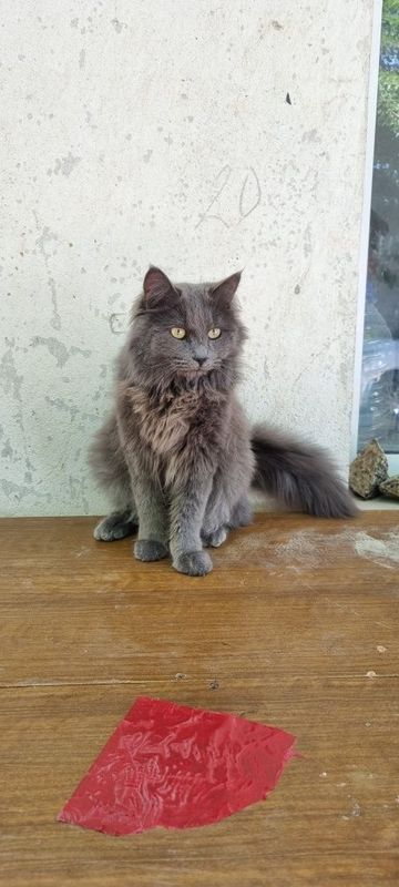 Зотдор Мушук сотилади. Зотдор Мушук сотилади.