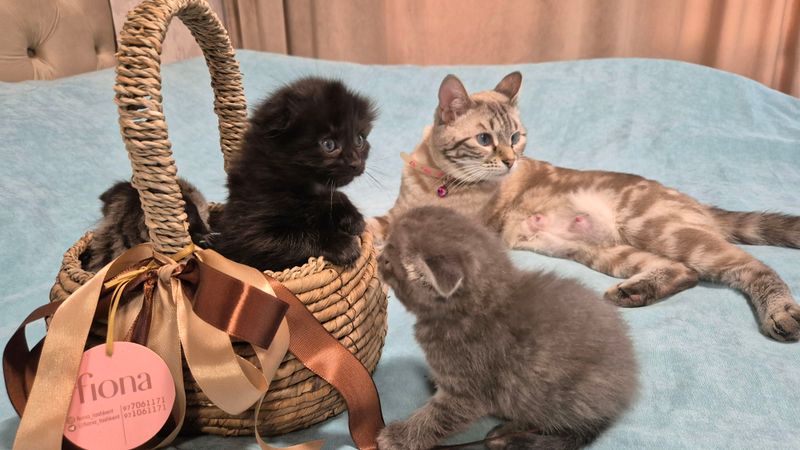 Продаётся котёнок, цвет чёрный коричневый 2 месяц Продаётся котёнок, цвет чёрный коричневый 2 месяц
